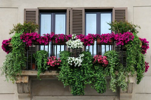 20160915161454 cua so 10 Chiêm ngắm những khung cửa sổ đẹp hút hồn nhờ sắc hoa rực rỡ