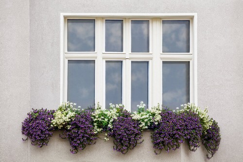 20160915161454 cua so 6 Chiêm ngắm những khung cửa sổ đẹp hút hồn nhờ sắc hoa rực rỡ